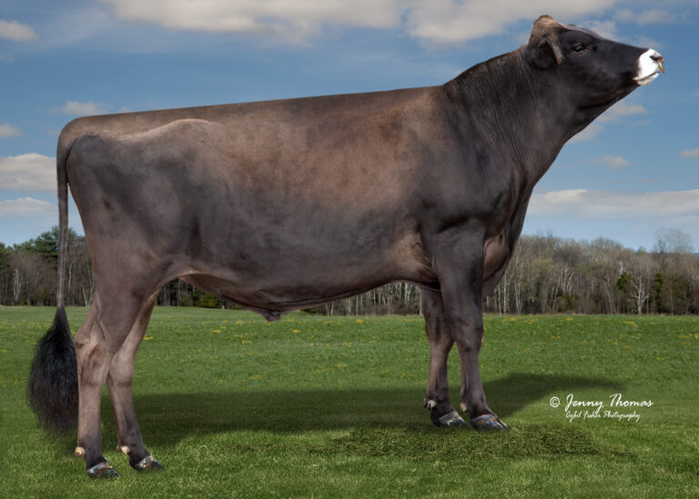 JMJ9822 Vierra Sure Bet-ET