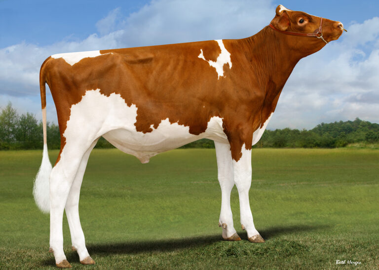HMB16651 Mr Milksource Bruno-Red-ET